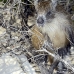 hutia_desmarest_chiq_jar_v_0138_cub2253.jpg
